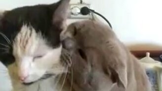 Кот трётся о кота - смотреть видео (1:28)