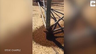 Божьи коровки захватывают башню - смотреть видео (0:35)