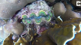 Огромный яркий моллюск приветствует дайвера - смотреть видео (0:20)