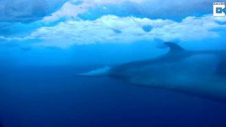 Неуловимый кит под ледяными шапками - смотреть видео (1:39)