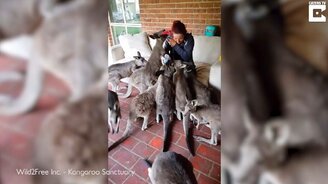 Кенгурята атакуют девушку - смотреть видео (0:43)