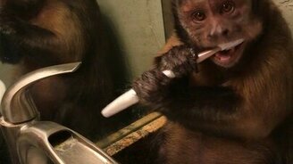 Обезьянка чистит зубы - смотреть видео (0:44)