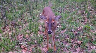 Оленёнок желает познакомиться - смотреть видео (2:58)