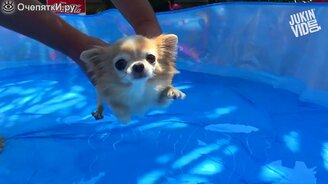 Приколы в бассейнах - смотреть видео (3:00)