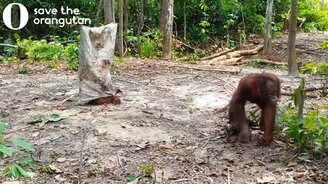 Орангутан-привидение резвится - смотреть видео (1:55)
