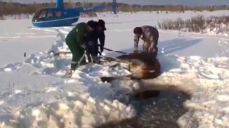 Спасение попавших в беду диких животных - смотреть видео (11:00)