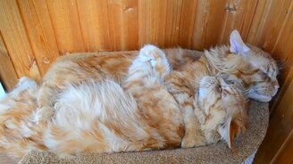 Сладкий совместный сон - смотреть видео (0:37)