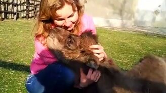 Верблюжонок ласкается - смотреть видео (0:41)