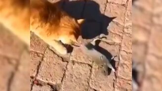 Ловкий способ остаться в живых - смотреть видео (0:30)