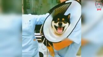 Когда жутко боишься уколов - смотреть видео (0:44)