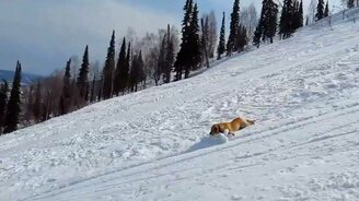 Пёс едет с горы на пузе - смотреть видео (2:47)