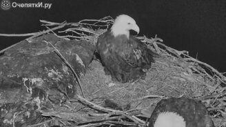 Лиса атакует гнездо орланов - смотреть видео (2:12)