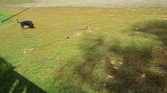 Кошка резвится с собачкой - смотреть видео (1:41)