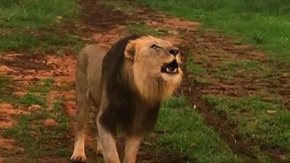 Угрожающе рычащий лев - смотреть видео (0:47)