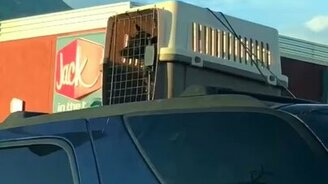 Необычный способ перевозки собаки - смотреть видео (0:23)