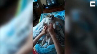 Массаж для собачонки - смотреть видео (1:11)