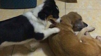 Массаж по-собачьи - смотреть видео (0:40)