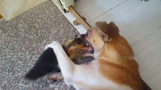 Утёнок чистит зубы собаке - смотреть видео (0:15)