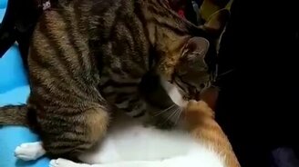 Массаж по-кошачьи - смотреть видео (0:10)