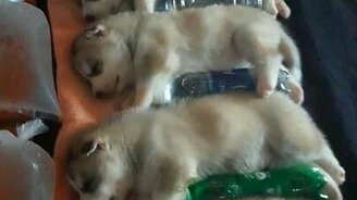 Сладкий сон щенят - смотреть видео (0:08)