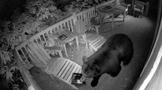 Медведь пришёл на веранду - смотреть видео (1:20)