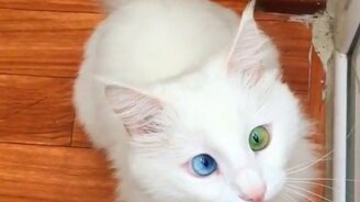 Кот с очаровательным взглядом - смотреть видео (0:08)