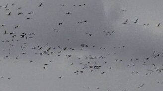 Гуси мигрируют - смотреть видео (0:44)