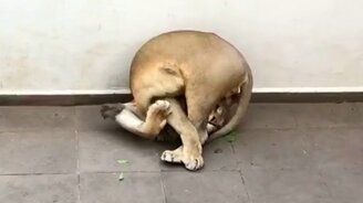 Когда немного запутался - смотреть видео (0:15)