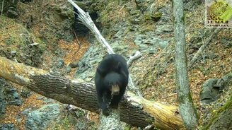 Медведь настроил камеру - смотреть видео (1:00)