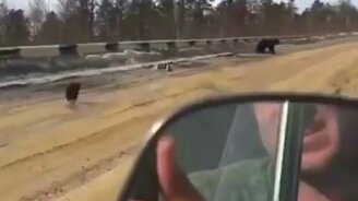 Грозный медвежонок - смотреть видео (1:00)