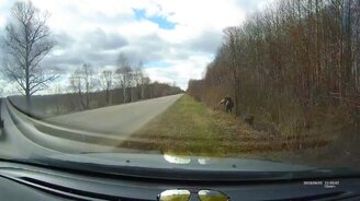 Лось выскочил на дорогу - смотреть видео (0:14)