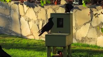 Насколько сообразительны вороны - смотреть видео (4:39)
