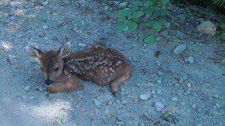 Встреча с оленятами на дороге - смотреть видео (3:01)