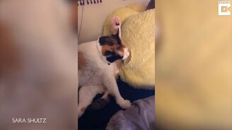 Кошка запуталась во время умывания - смотреть видео (0:28)