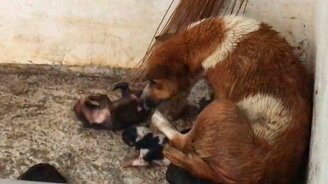 Заботливая собака-мать в дождь - смотреть видео (2:48)