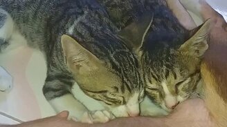 Собака выкармливает котят - смотреть видео (1:01)