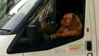 Собака за рулём? - смотреть видео (0:22)