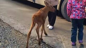 Дружелюбный лосёнок - смотреть видео (3:18)