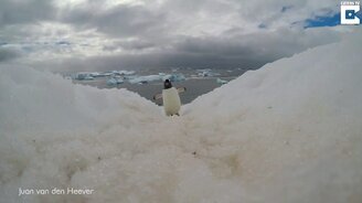 Пингвины и камера - смотреть видео (3:00)