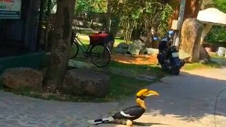 Дрессированная птица-носорог - смотреть видео (0:37)