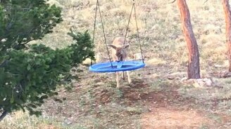 Оленёнок против качели - смотреть видео (1:36)