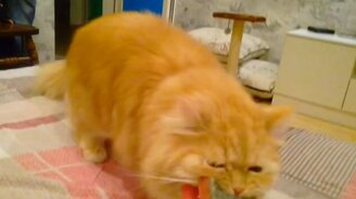 Кот, принеси губку! - смотреть видео (0:55)