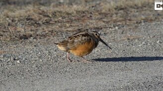 Танец крошечной птицы - смотреть видео (0:18)