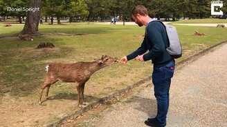 Олень благодарит за еду - смотреть видео (0:07)