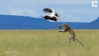 Аист ускользнул от леопарда - смотреть видео (0:27)