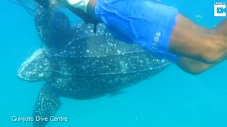 Спасение черепахи из сетей - смотреть видео (1:12)