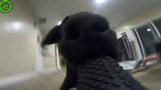 Пёс снял забавное видео с погоней - смотреть видео (1:00)