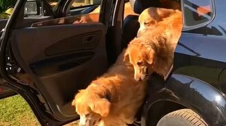 Собаки в отпуске - смотреть видео (0:42)