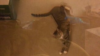 Кот, ты голоден? - смотреть видео (1:23)