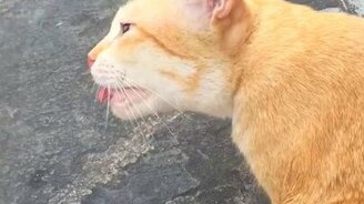 Смешное мяуканье - смотреть видео (0:15)